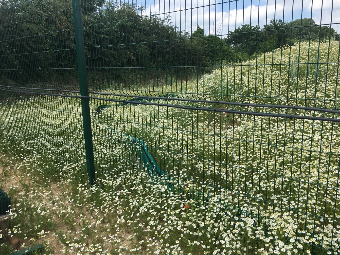 Junction improvement gives nature a helping hand image